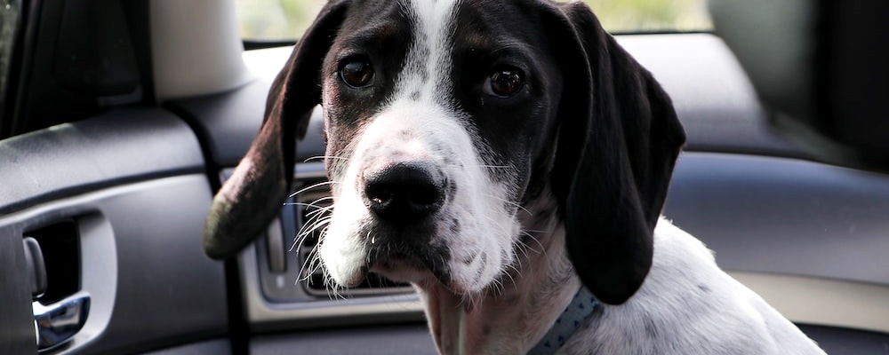 강아지 관절염 증상