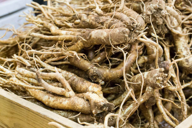 도라지-정의에-대한-설명과-도라지의-사진