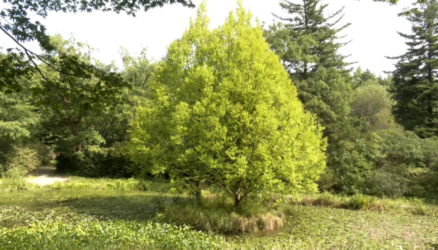 광릉숲길 주요 코스