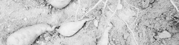 고구마 심는 시기, 고구마 파종 시기: 고구마 심는 간격