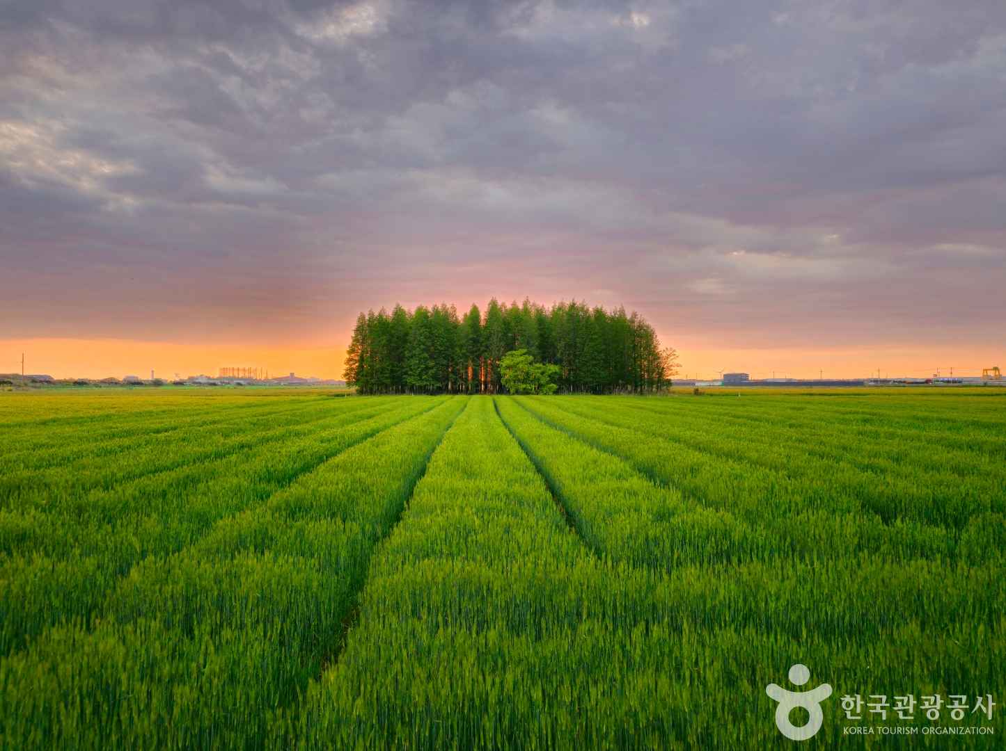 군산 옥녀교차로 청보리밭