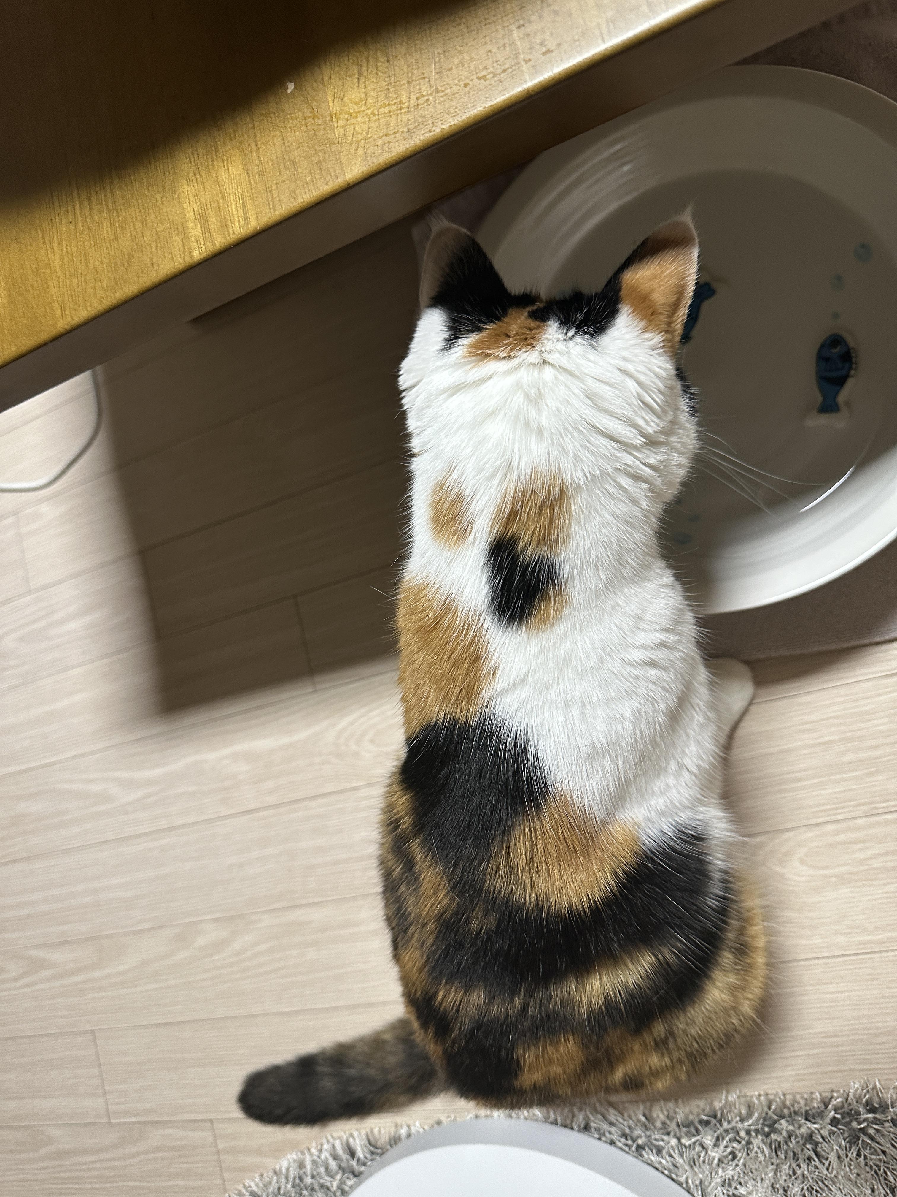 집중하고_있는_요미의_뒤태