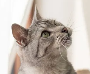 고양이 걸음걸이가 이상해! 생각할 수 있는 질병