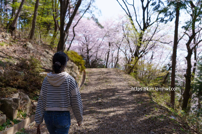 부산 벚꽃명소 지도보기