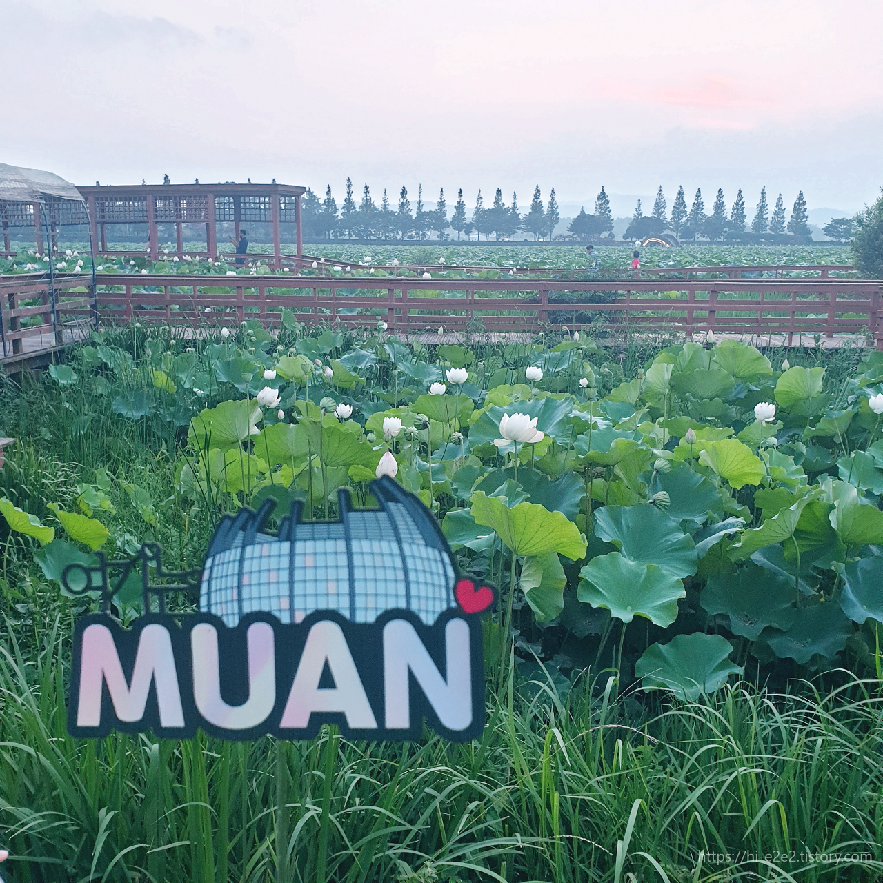 회산백련지 흰 연꽃