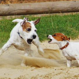 으르렁대며 서로 공격하고 있는 강아지 두마리