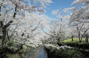 조회수 떡상 보장! 인스타그램 벚꽃 릴스 감성 오디오 음원 리스트 총정리