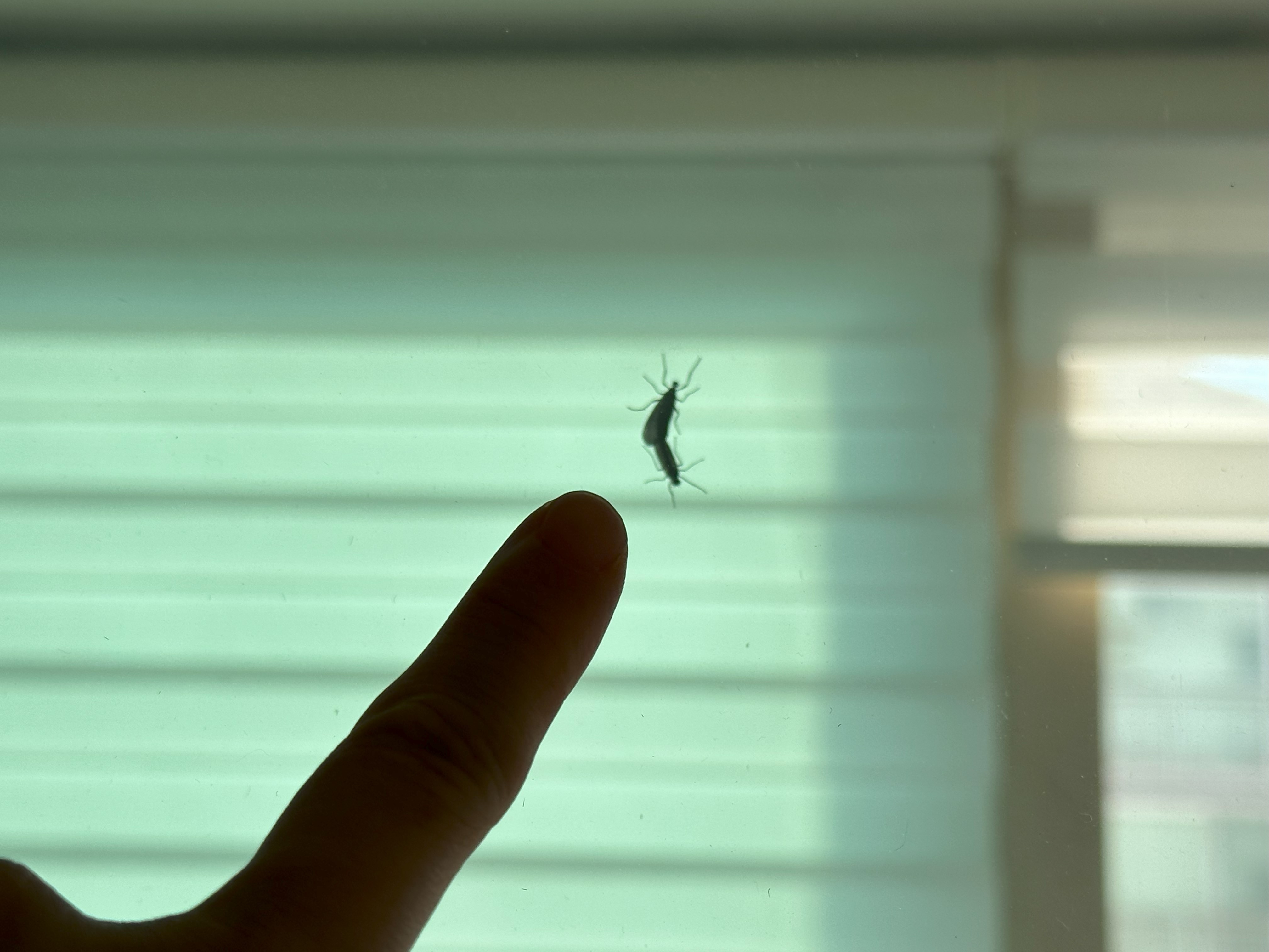 집안에 들어온 러브버그