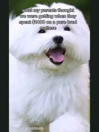 전 세계에서 가장 비싼 강아지 TOP20 몸값 높은 명품견 총정리 안내_25