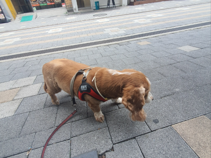 산책 후 목욕하기