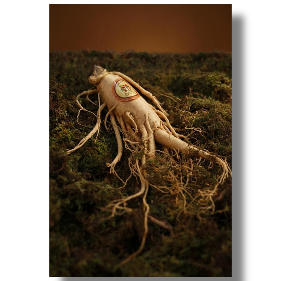 차가버섯과 관련된 사진입니다.