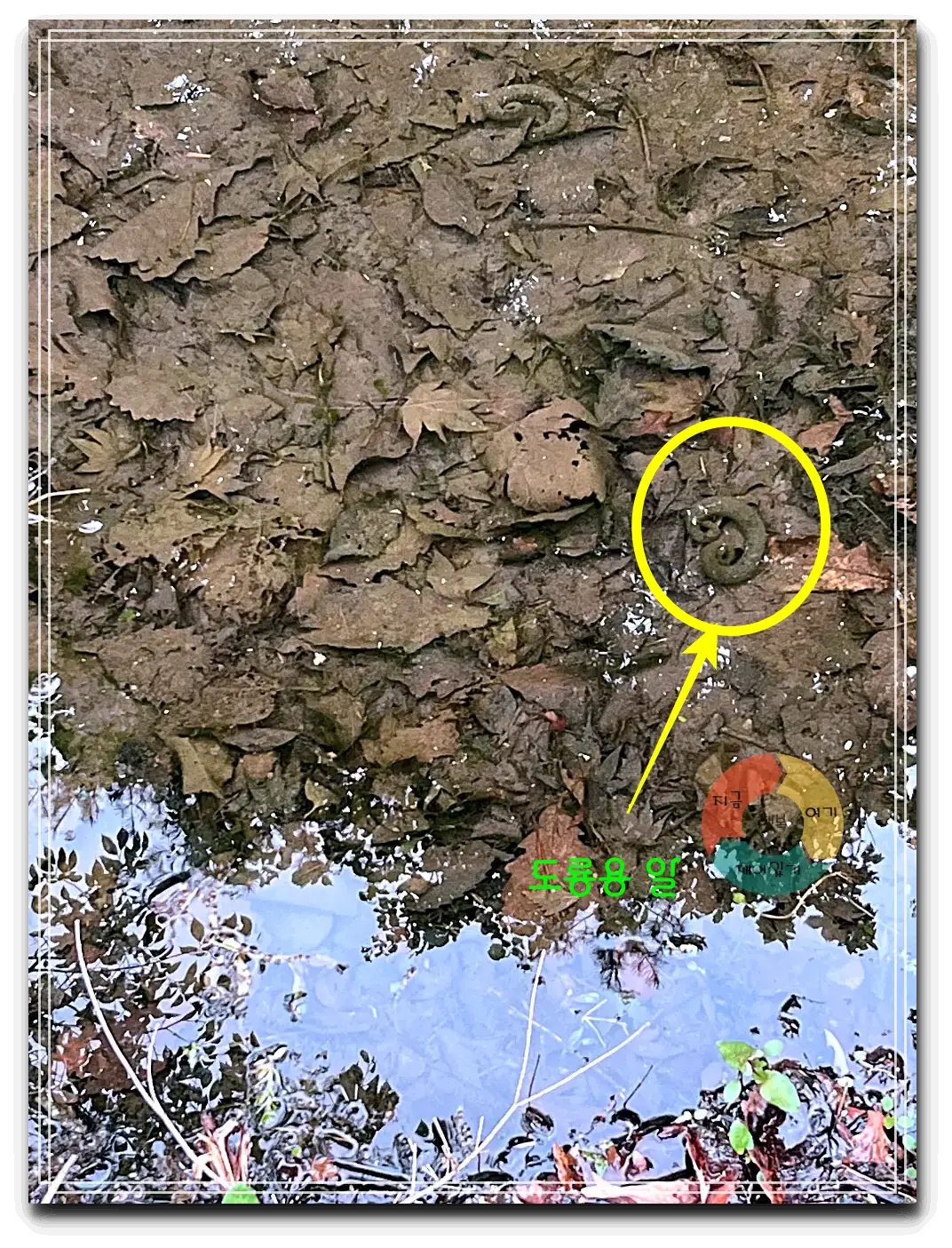 어흘_연못-도룡용알-나뭇잎-갈색