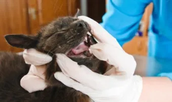 노령 고양이 필수 관리법 4가지 건강 지키기_14