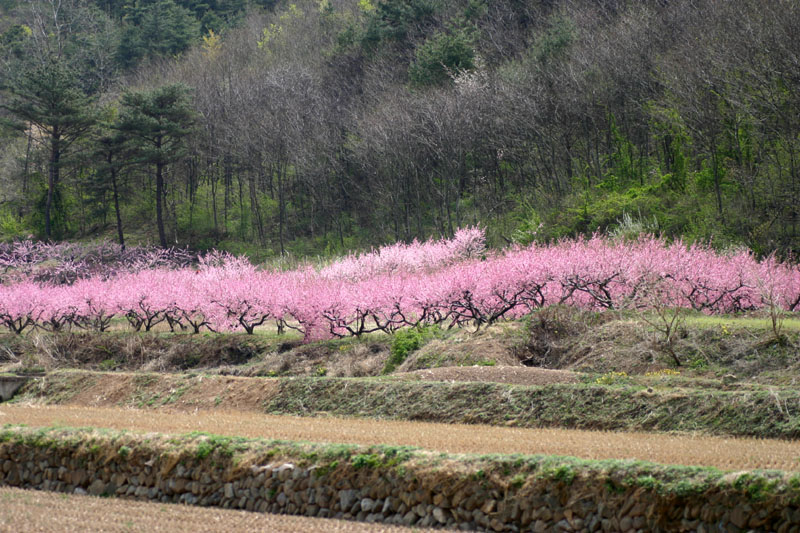 옥계계곡의-복사꽃