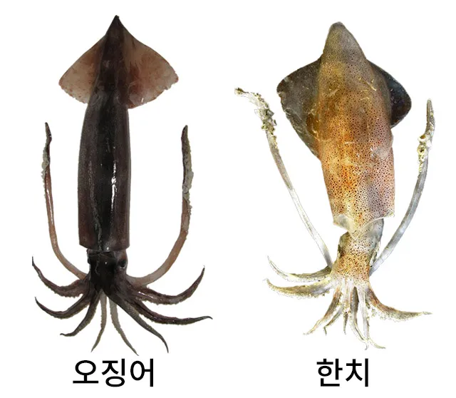 한치 오징어 차이 비교 생김새 맛 식감 완벽 분석_1