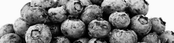 블루베리 묘목 심는 방법: 최소 6시간 이상 햇볕