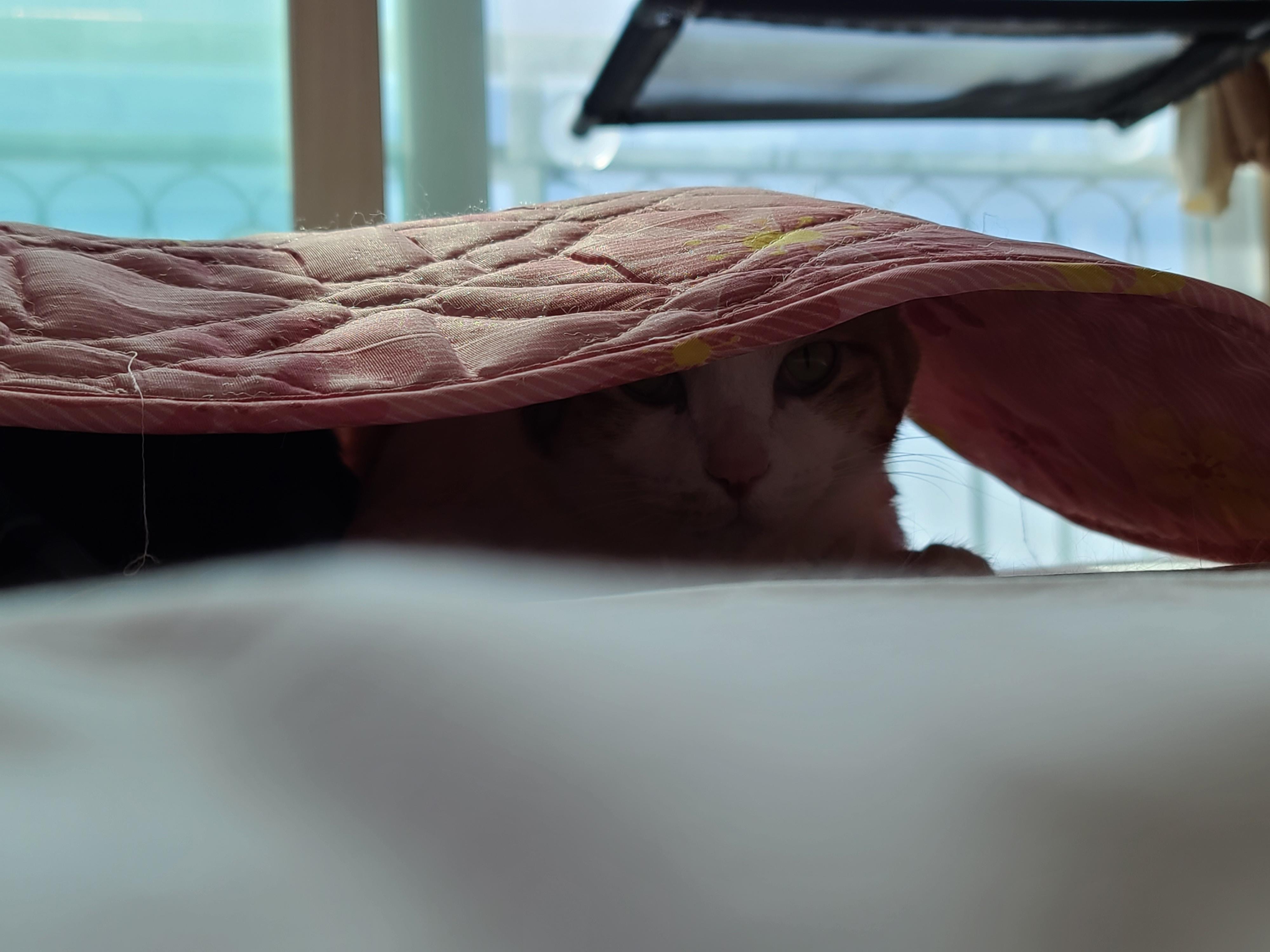 평안한 일요일 아침 아홉냥이들. 고양이를 불러모으는 전기장판.