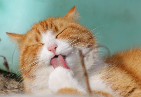 고양이스트레스