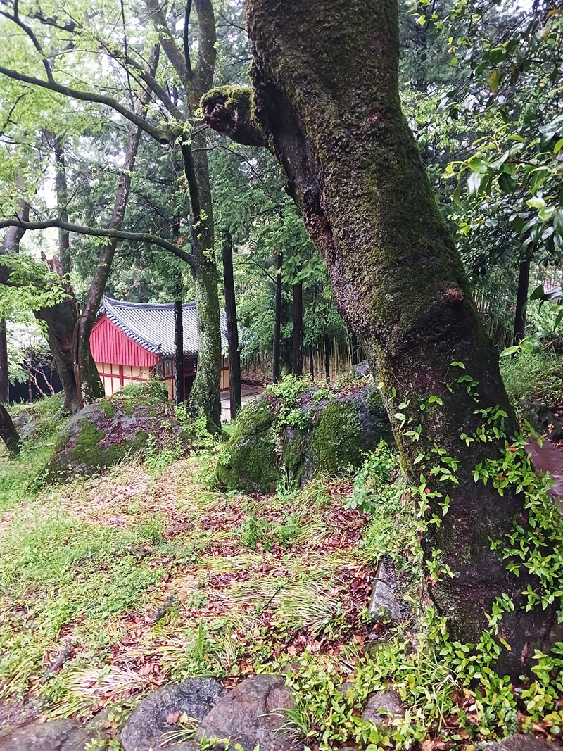 경남 쌍계사 템플스테이 신청 방법