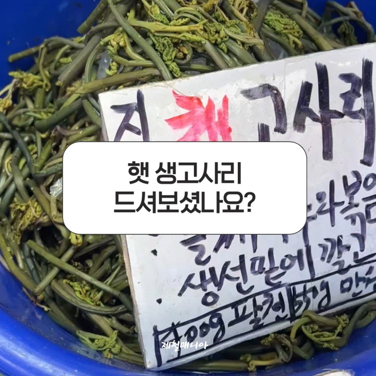생고사리