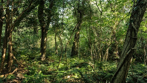 제주도 환상숲 곶자왈 공원