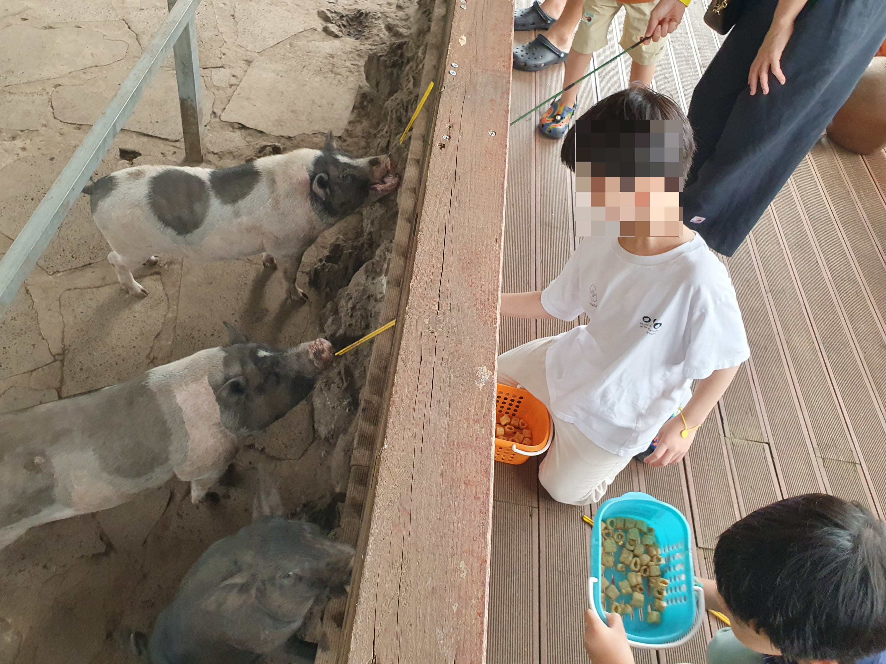 최남단 체험 감귤농장