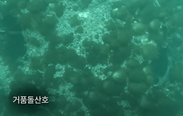 해수온 상승으로 발견된 거품돌산호