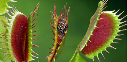 식충식물 파리지옥 벌레잡이 식물