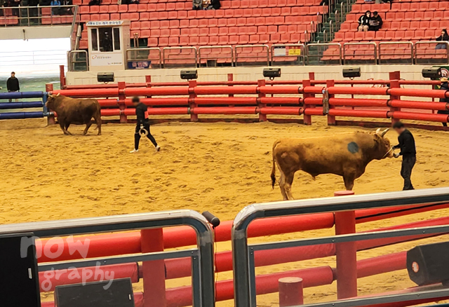 청도-소싸움경기장