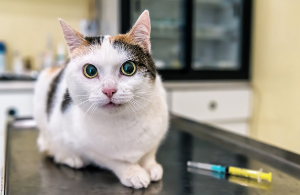 진찰대 위에서 이쪽을 보는 고양이