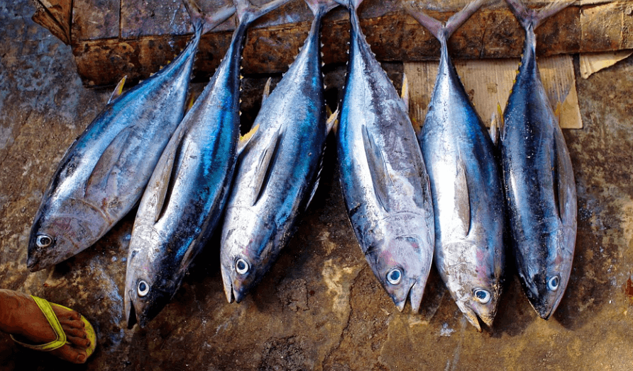 여러 마리의 생선들