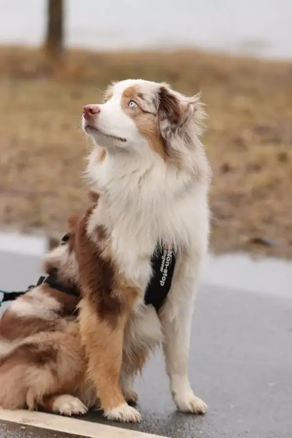 반려동물 등록방법 절차안내 100만원이하 과태료