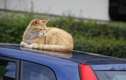 차 위에서 벌을 바라보는 고양이.