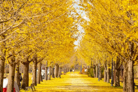 2025 경기도 단풍 명소 TOP5 관련사진