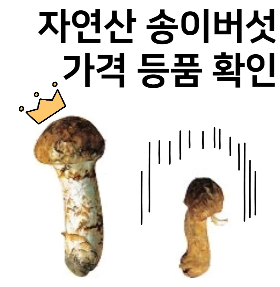 국산-자연산-송이버섯-가격-등품