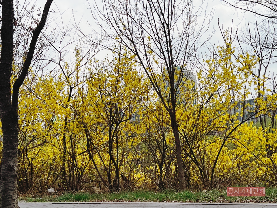 개나리-개화상황