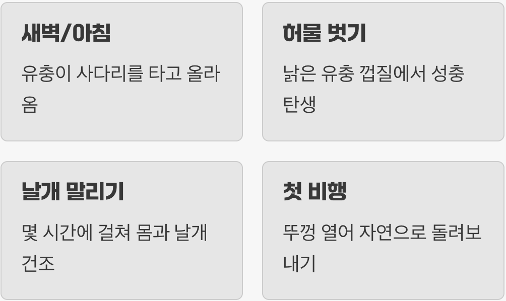 푸른 하늘로의 첫 비행, 그리고 아름다운 이별