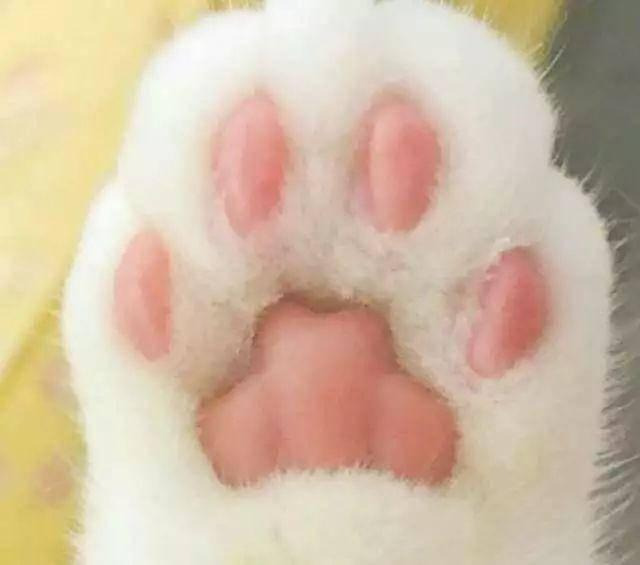 고양이 발바닥 모양으로 보는 성격 테스트