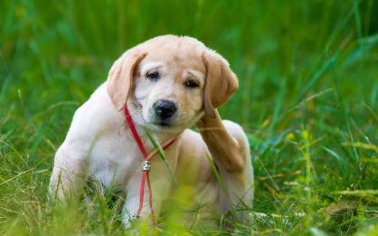 몸을 긁는 강아지