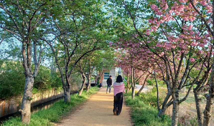 꽃길을 걷고 있는 여자 뒷모습