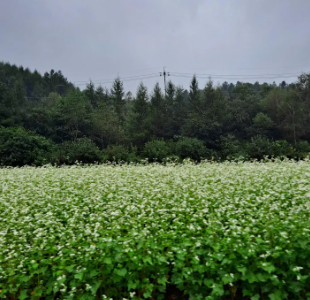 제주 보롬왓 메밀꽃축제
