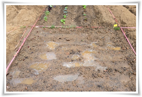 텃밭 "6월에 심기 좋은 작물" 지금 심으면 쑥쑥 자라는 여름 작물 추천!