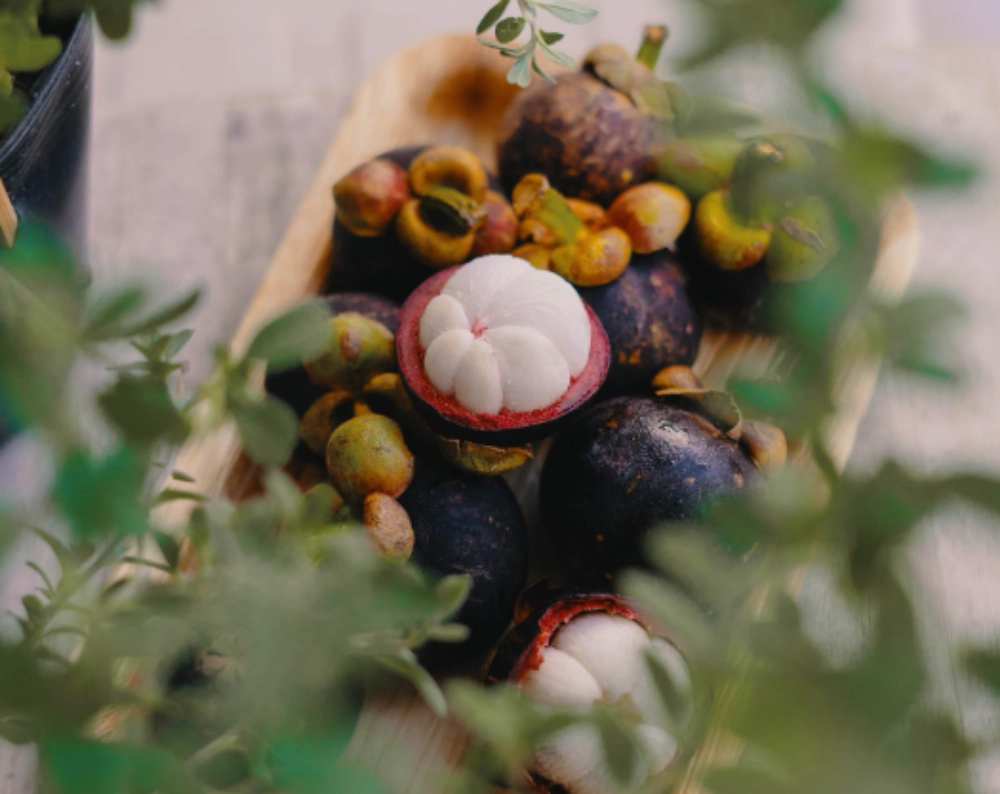 망고스틴 영양소