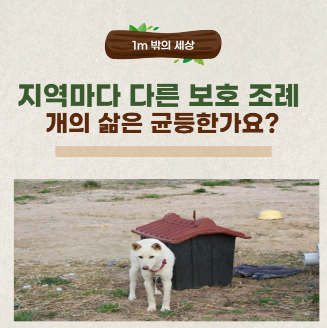 지역마다 다른 동물보호 조례, 묶인 개의 삶은 공평한가요?