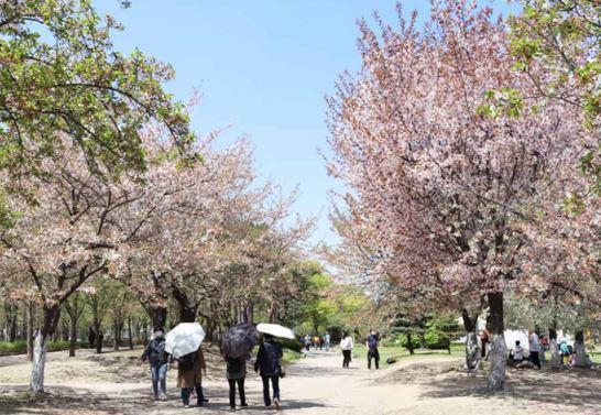 통영 벚꽃 명소