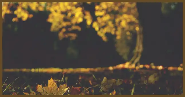 서울 근교 단풍 명소 (지금이 단풍 절정시기)