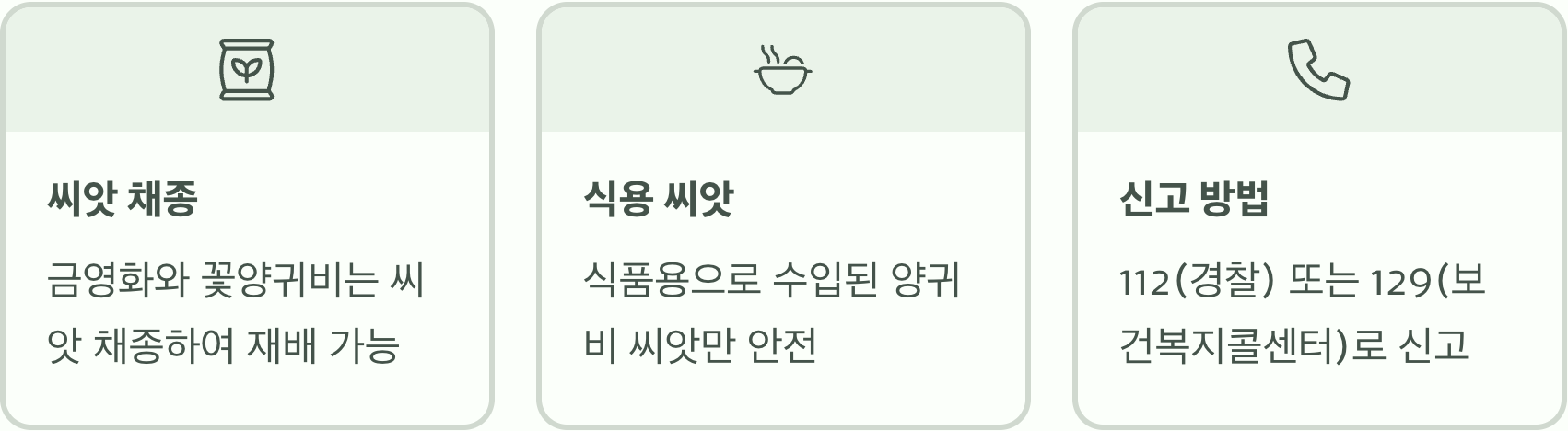 금영화 vs 양귀비, 함부로 심어도 괜찮을까요? (마약 성분 진실)