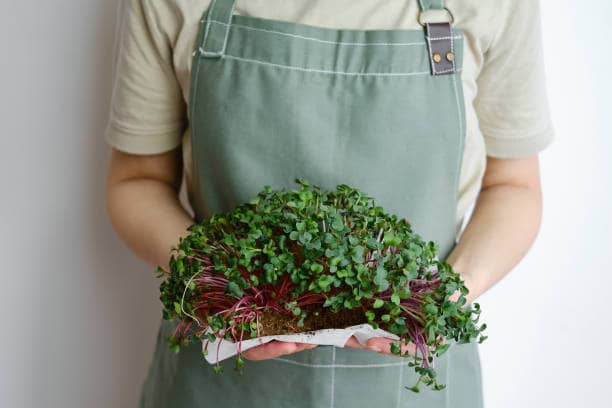 플랜테리어로 완성하는 자연과의 공존:독창적인 플랜테리어(Plant + Interior)