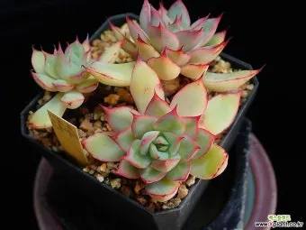 아이 있는 집 식물선택 가시없는종류 배치높이 관리 요령_14