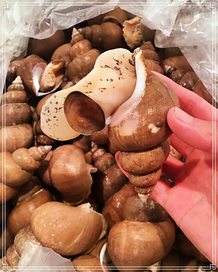 TBJ 생방송투데이 포항 구룡포시장 전국 택배 주문 백고둥구이 맛집